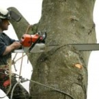 Использование промышленного альпинизма при удалении деревьев